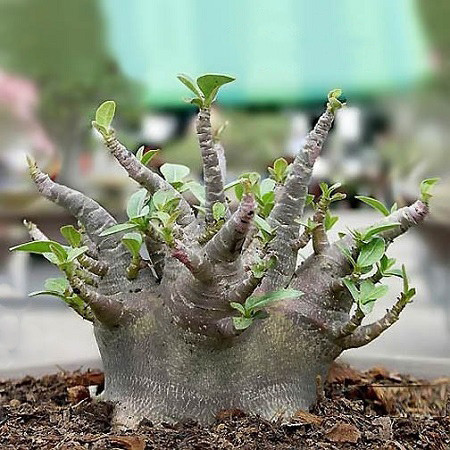 Adenium Arabicum Dwarf BLACK GIANT (семена)