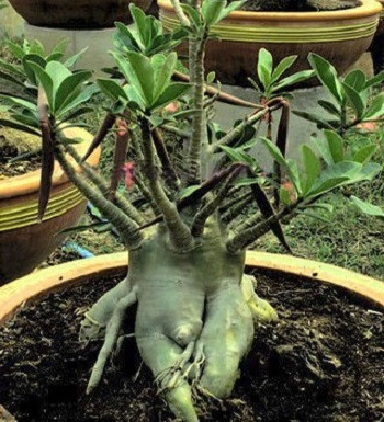 Adenium Arabicum Dwarf BLACK PNW (семена)