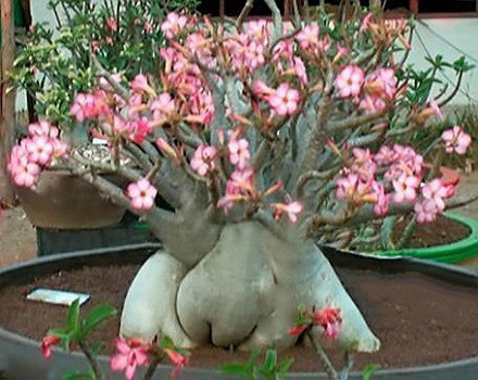 Adenium Arabicum Dwarf WHITE GIANT (семена)