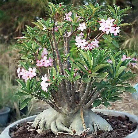 Adenium Arabicum PNW (семена)