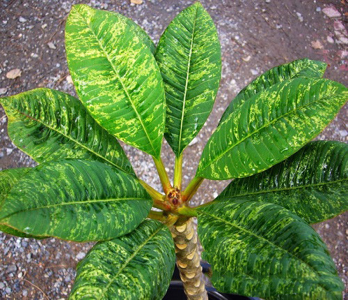 Plumeria VARIEGATED KAWARW (семена)