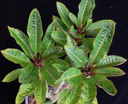 Plumeria DWARF RED COCONUT LEAF (семена)