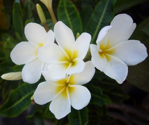 Plumeria DWARF COCONUT LEAF (семена)