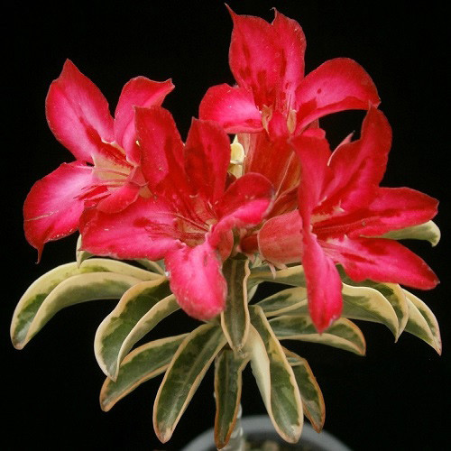 Adenium Obesum Variegated SIAM FIRE (семена)
