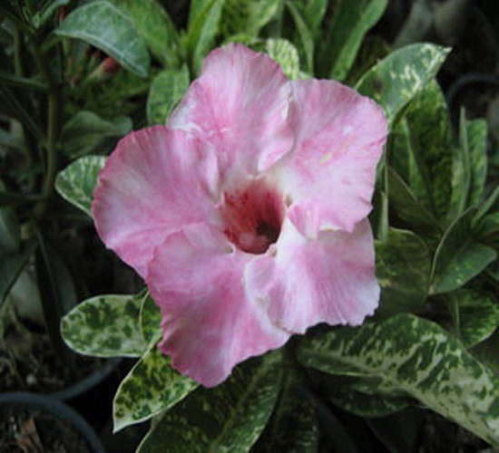 Adenium Obesum Variegated MILKSHAKE (семена)