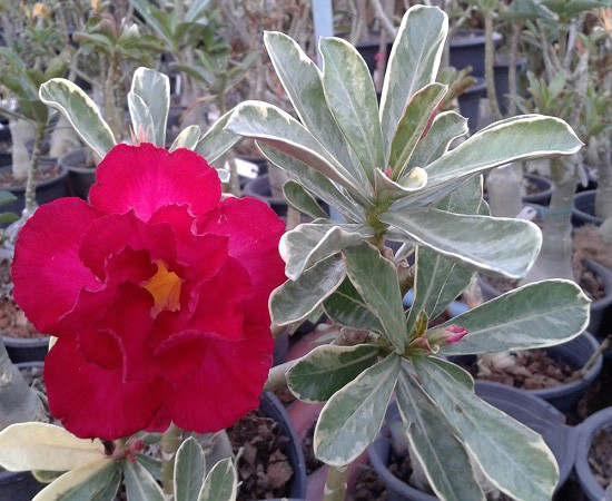 Adenium Obesum Variegated DOUBLE SUP JAROEN (семена)