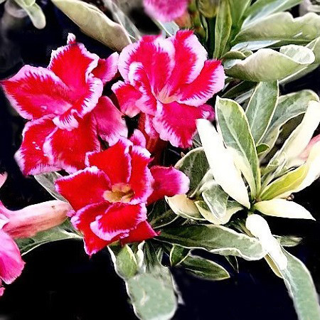 Adenium Obesum Variegated DOUBLE SANTA CLAUSE (семена)
