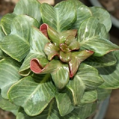 Adenium Obesum Variegated VALENTINE (семена)