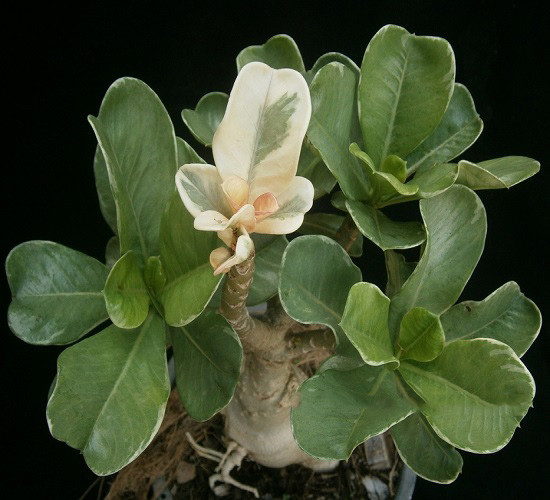 Adenium Obesum Variegated STAR OF TOP (семена)