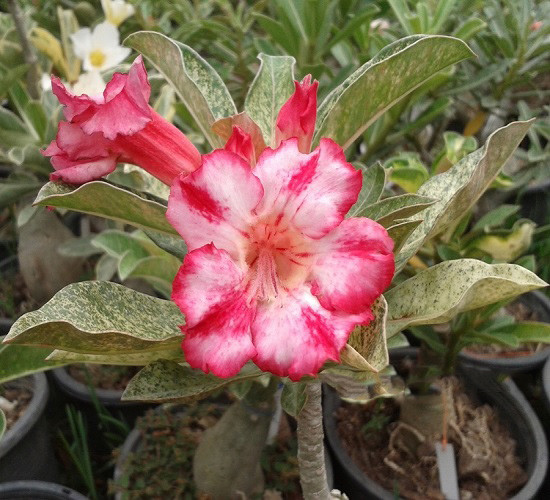 Adenium Obesum Variegated HARRY (семена)