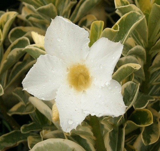 Adenium Obesum Variegated NOPPAKUN (семена)