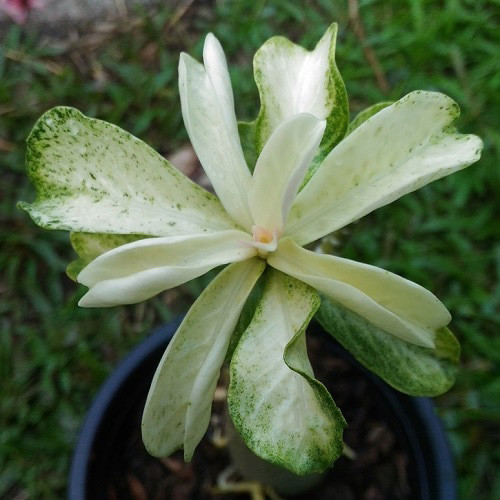 Adenium Obesum Variegated CRYSTAL (семена)