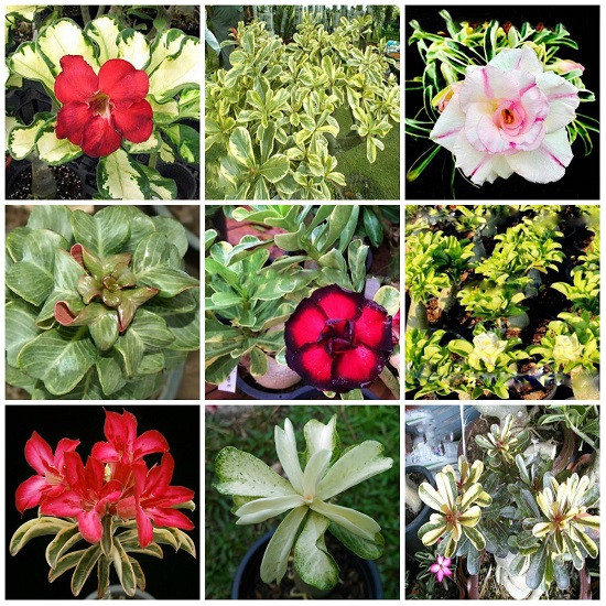 Adenium Obesum VARIEGATED MIXED FLOWERS (семена)