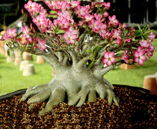 Adenium Arabicum DIAMOND KING (семена)