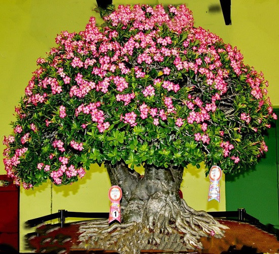 Adenium Arabicum RCN (семена)