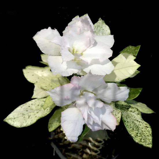 Adenium Obesum Variegated DOUBLE WHITE KING (семена)