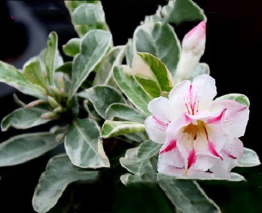 Adenium Obesum Variegated DOUBLE KING 2 (семена)