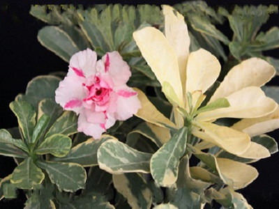 Adenium Obesum Variegated DOUBLE KING 3 (семена)