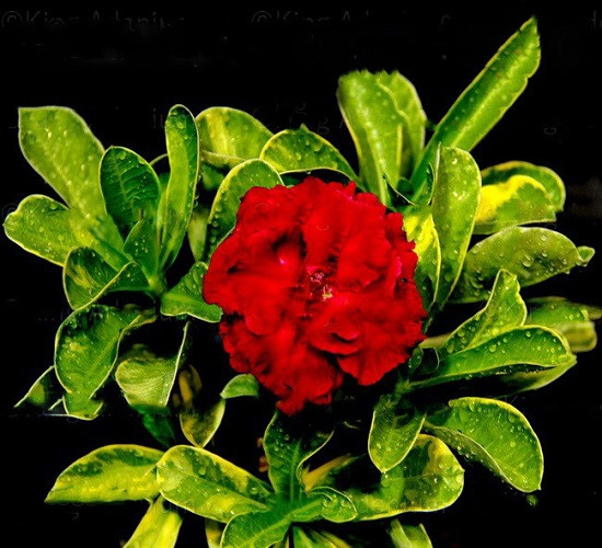 Adenium Obesum Variegated TRIPLE KING 3 (семена)