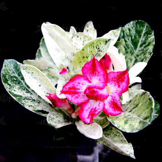 Adenium Obesum Variegated DOUBLE KING 4 (семена)