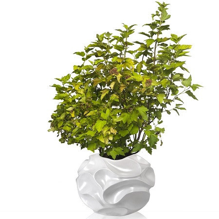 Physocarpus Opulifolius или Физокарпус Калинолистный (семена)