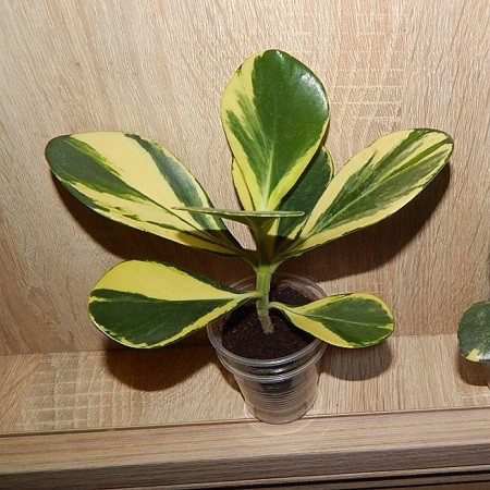 Клузия Вариегатная (растение)