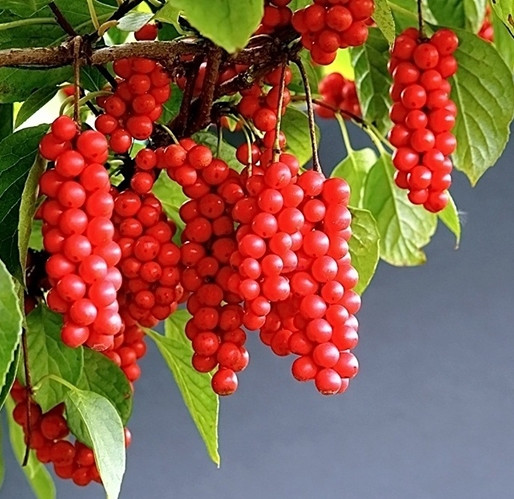 Schisandra CHINENSIS или Лимонник Китайский (семена)