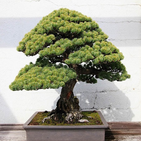 Abies ALBA или Пихта Белая (семена)