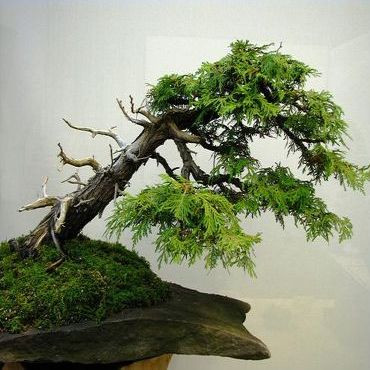 Austrocedrus CHILENSIS или Кордильерский Кедр (семена)