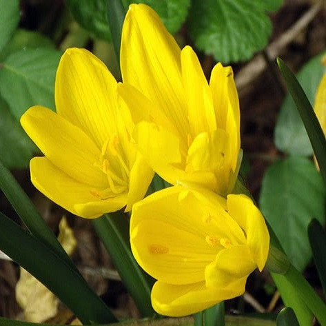 Colchicum LUTEUM или Безвременник Желтый (семена)