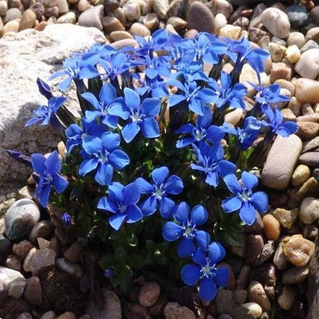 Gentiana VERNA или Горечавка Весенняя (семена)