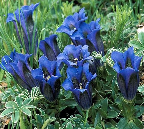 Gentiana CLUSII или Горечавка Клюза (семена)