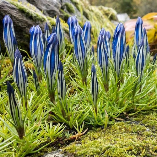 Gentiana SINO-ORNATA или Горечавка Китайская Украшенная (семена)