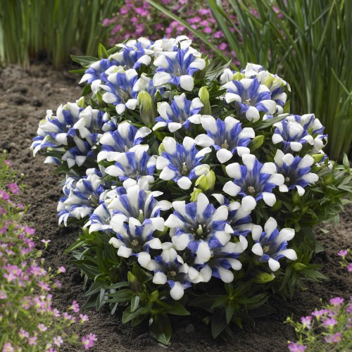 Gentiana SCABRA или Горечавка Шероховатая (семена)