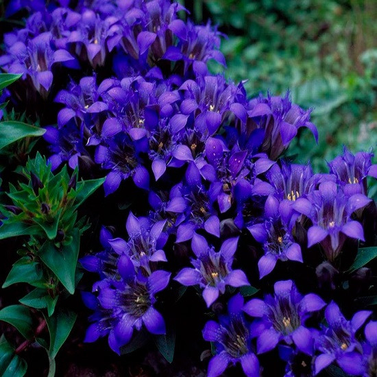 Gentiana SEPTEMFIDA или Горечавка Семираздельная (семена)