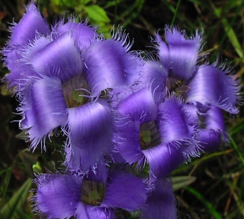 Gentiana CILIATA или Горечавка Реснитчатая (семена)