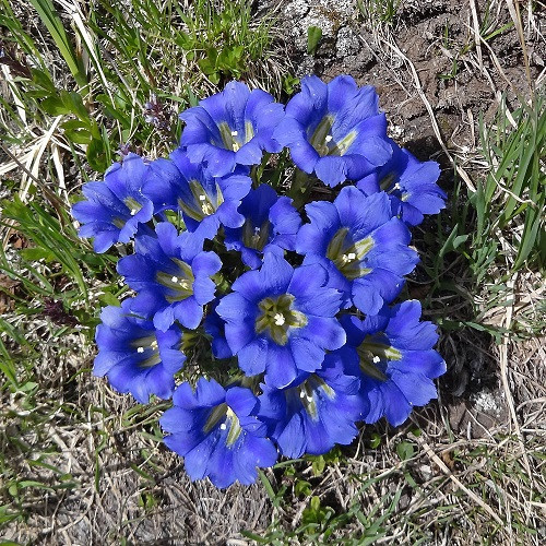 Gentiana GRANDIFLORA или Горечавка Крупноцветная (семена)