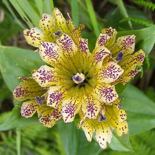 Gentiana PUNCTATA или Горечавка Точечная (семена)