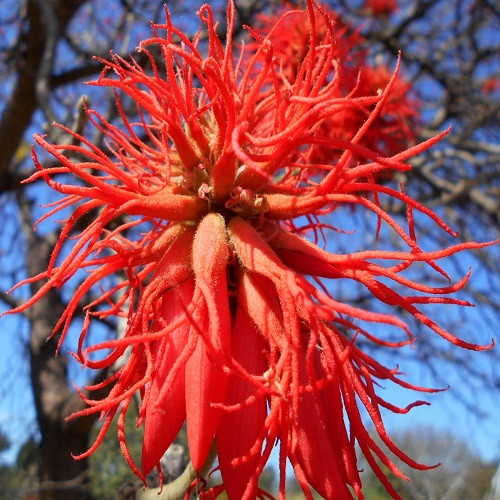 Erythrina ABYSSINICA или Эритрина Абиссинская (семена)