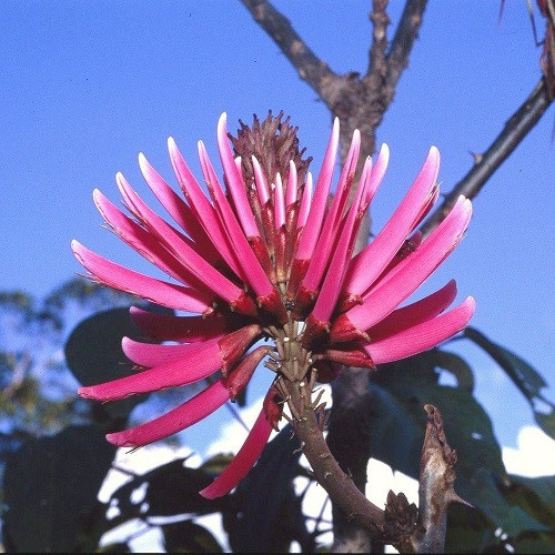 Erythrina AMAZONICA или Эритрина Амазонская (семена)
