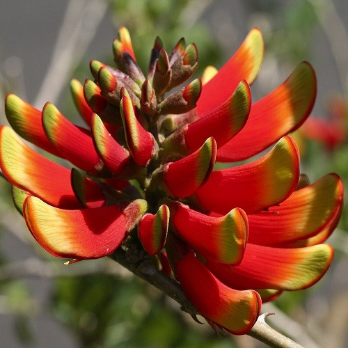 Erythrina ACANTHOCARPA или Эритрина Колючеплодная (семена)