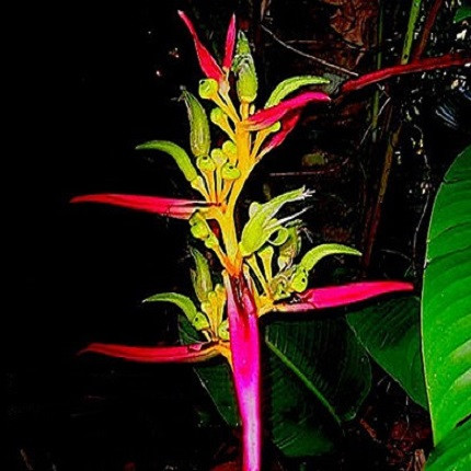 Heliconia AEMYGDIANA или Геликония Эмигдия (семена)