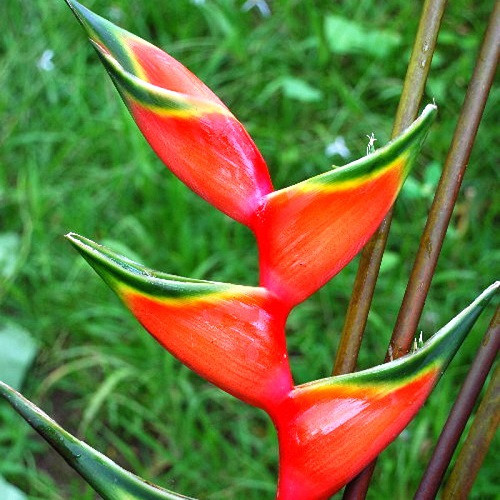Heliconia BIHAI или Геликония Бихаи (семена)