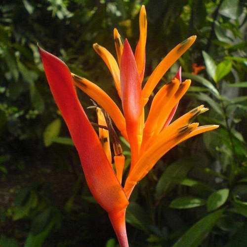 Heliconia DENSIFLORA или Геликония Густоцвековая (семена)
