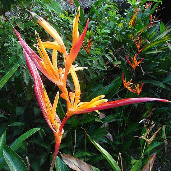 Heliconia HIRSUTA или Геликония Жёстковолосистая (семена)