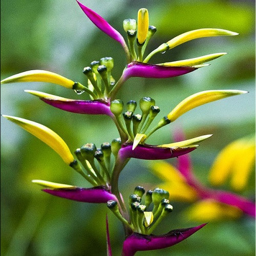 Heliconia SUBULATA или Геликония Шиловидная (семена)
