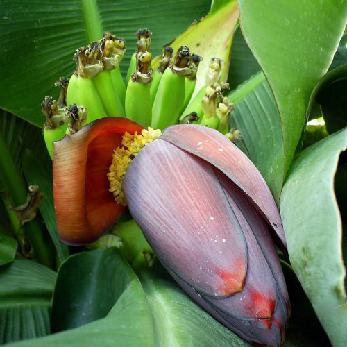 Musa ACUMINATA “Dwarf Banana