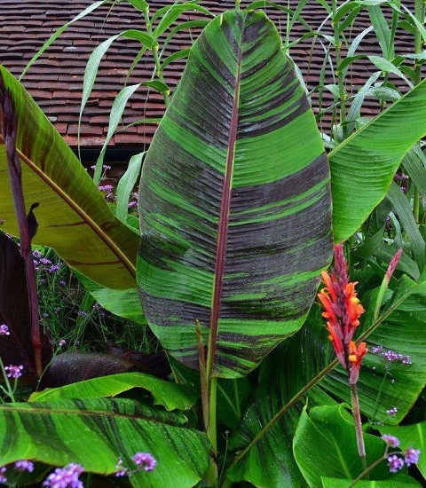 Musa SIKKIMENSIS или Банан Дарджилигский (семена)