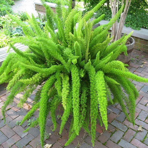 Asparagus MEYERI или Аспарагус Мейера (семена)