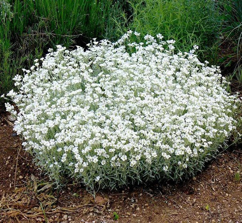 Cerastium TOMENTOSUM или Ясколка Войлочная (семена)